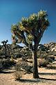 Joshua tree